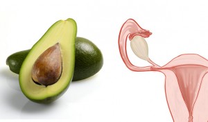 avocado uter