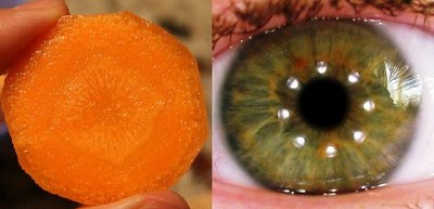 morcovi ochi corp