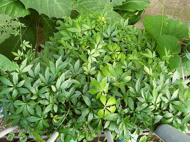 plante jiaogulan