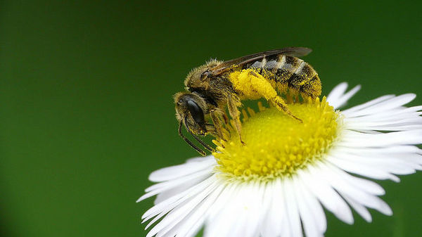 Albinele sălbatice elvețiene anti-îmbătrânire