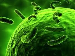 gut bacterii slăbire