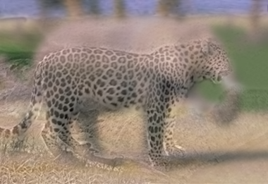 leopard elefant imagine hibrida