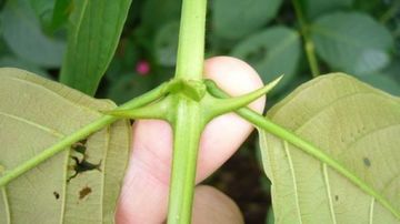 Doua plante medicinale tropicale care distrug cancerul si alina efectele secundare ale chimioterapiei