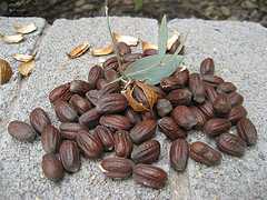 jojoba