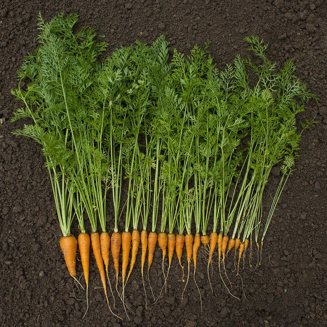 morcovi în tratamentul articulațiilor