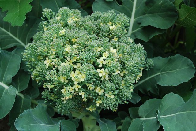 cromul broccoli