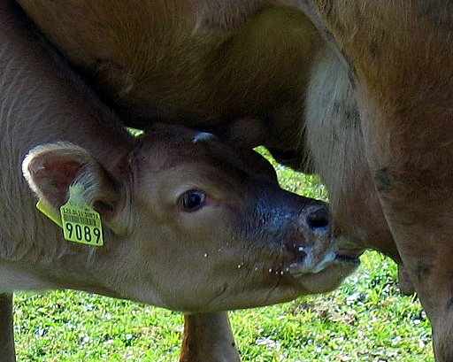 laptele vaca