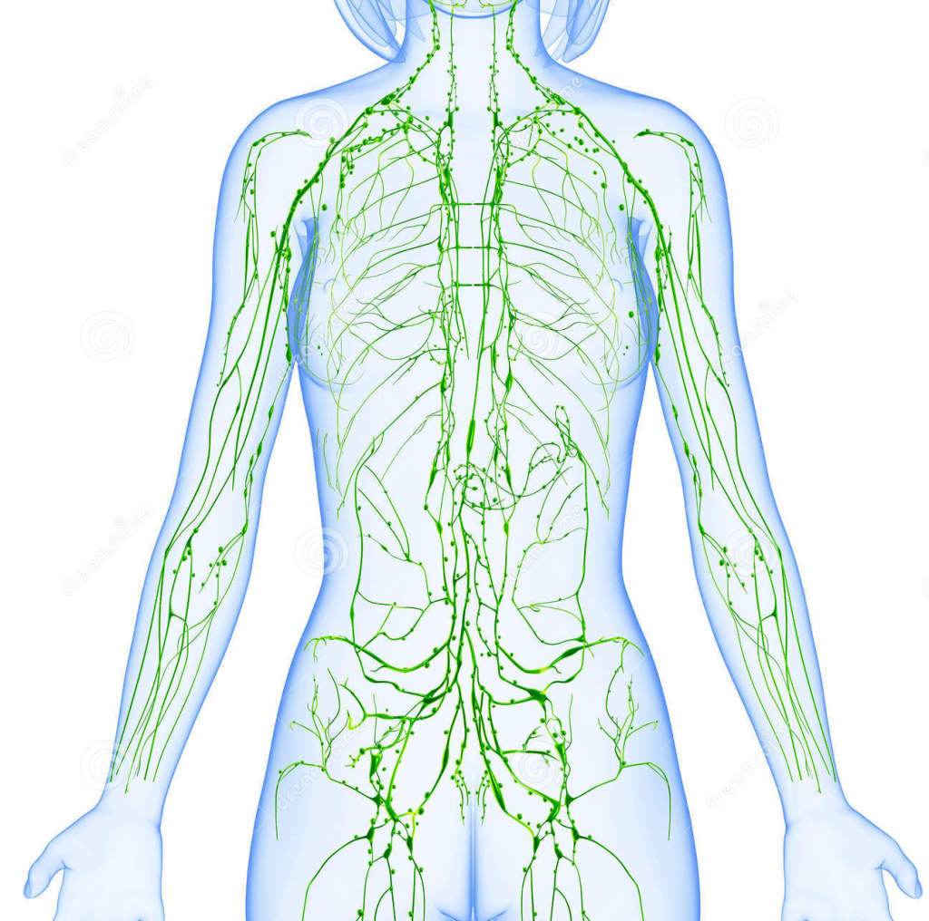 Imagini pentru sistemul limfatic