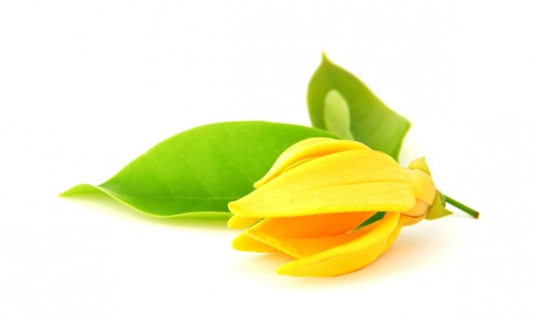 ylang-ylang
