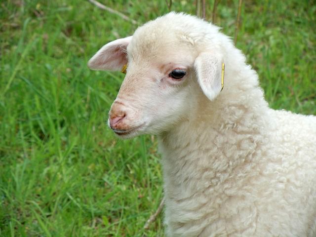 passionate Globe Scarp Adevarul despre animale. Ce nu stim despre oi si miei. | ViataVerdeViu.ro