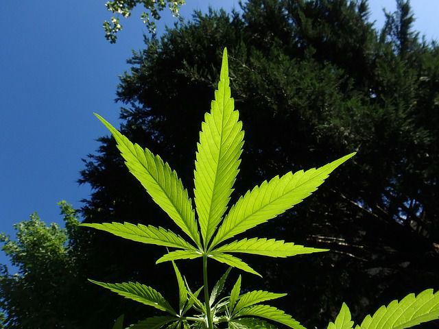 Ulei de canabis capsule – Cannabis Oil – beneficii, forum, farmacii