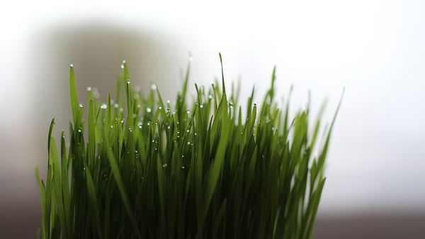 detoxifiere cu iarba de grau
