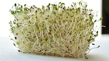 Alfalfa (lucerna), o planta extrem de benefica atat pentru oameni cat si pentru animale