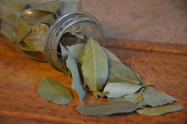 tratament ciuperca unghiilor din frunza de dafin arbore de ceai împotriva ciupercii unghiilor