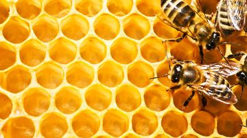 Top 4 produse apicole ce fac minuni pentru imunitate